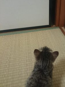 ちびこ